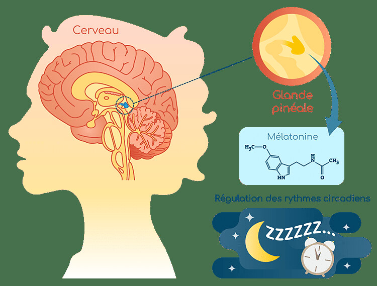 La mélatonine en bref La mélatonine en bref