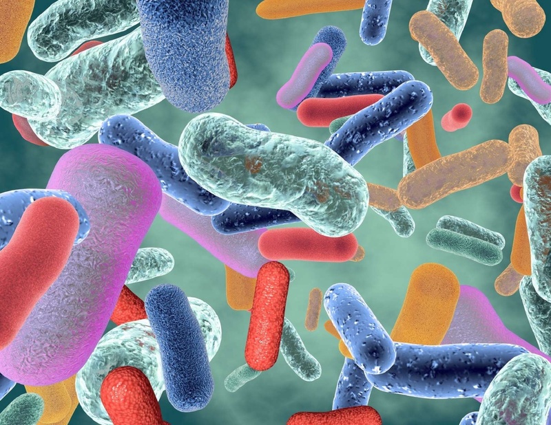 Querelles intestines -  Le Microbiote intestinal - Explications Querelles intestines -  Le Microbiote intestinal - Explications