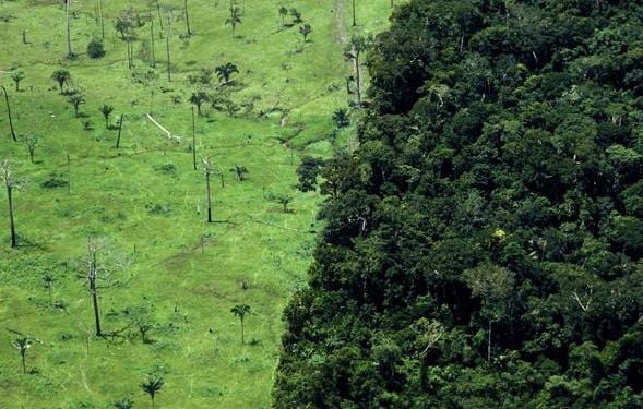 L'Initiative de Reforestation au Brésil 🌳🇧🇷 L'Initiative de Reforestation au Brésil 🌳🇧🇷