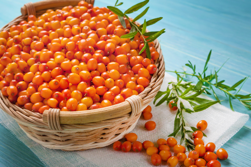 Oméga-7 : un compagnon bienveillant à votre service. Oméga-7 : un compagnon bienveillant à votre service.