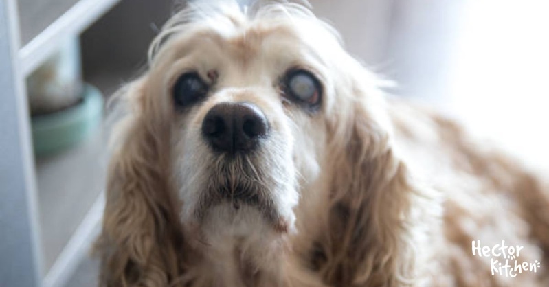 🌟 Les Soins Gériatriques des Animaux : Comprendre et Traiter la Cataracte 🐾 🌟 Les Soins Gériatriques des Animaux : Comprendre et Traiter la Cataracte 🐾