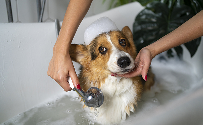 🛁 L'Art de l'Hygiène et du Toilettage des Animaux : Chats, Chiens et Rongeurs 🐾 🛁 L'Art de l'Hygiène et du Toilettage des Animaux : Chats, Chiens et Rongeurs 🐾