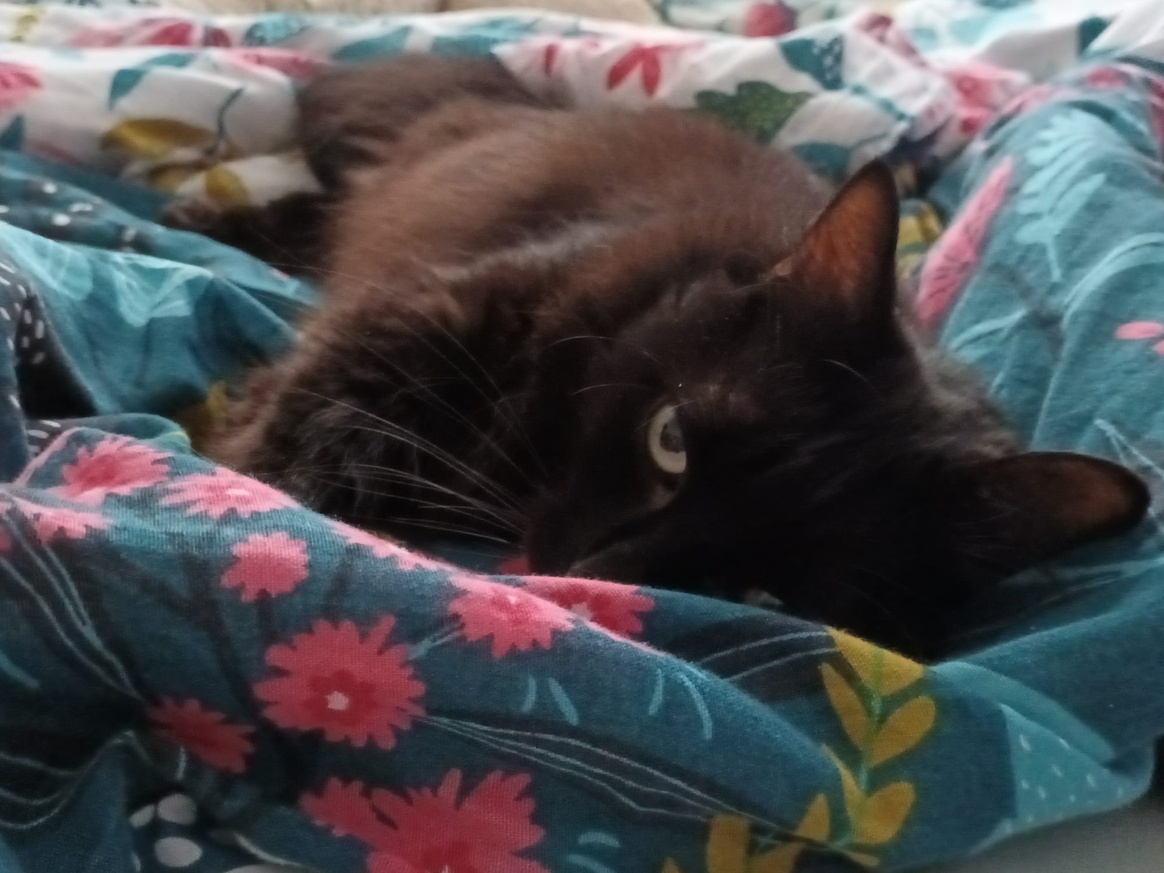 Prévention des Maladies : Assurer la Santé de Nos Animaux de Compagnie Prévention des Maladies : Assurer la Santé de Nos Animaux de Compagnie