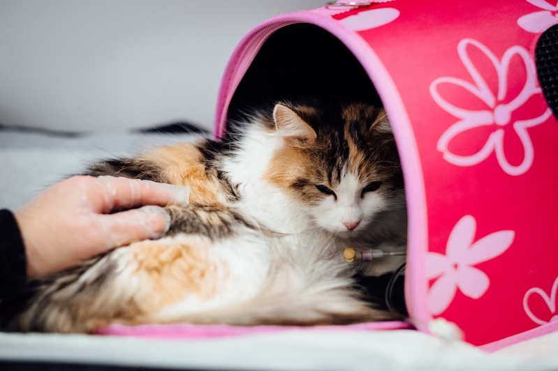 Préparation aux urgences pour animaux de compagnie : Anticipez pour mieux réagir Préparation aux urgences pour animaux de compagnie : Anticipez pour mieux réagir