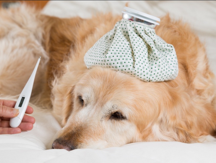 Premiers secours pour animaux : Les gestes essentiels pour sauver votre compagnon Premiers secours pour animaux : Les gestes essentiels pour sauver votre compagnon