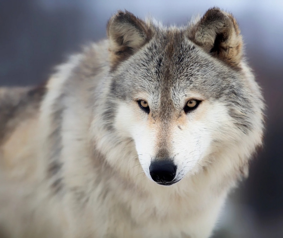 đș Quand les loups sauvent le climat : le pari fou de lâĂcosse đș Quand les loups sauvent le climat : le pari fou de lâĂcosse