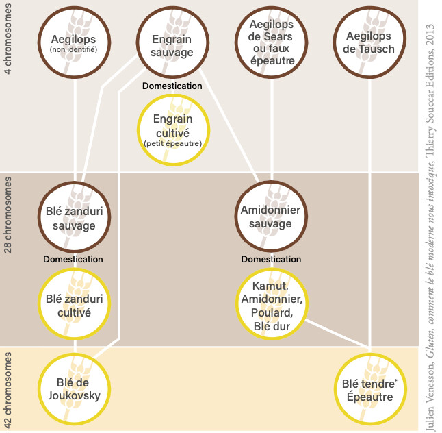 Dossier : Ce Gluten Qui veut votre Peau - A consulter d'urgence ! Dossier : Ce Gluten Qui veut votre Peau - A consulter d'urgence !