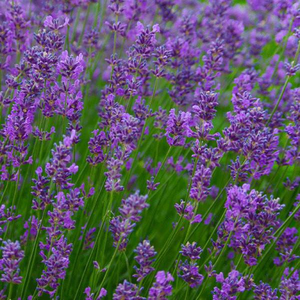 HUILES ESSENTIELLES DE LAVANDE UNE OPTION NATURELLE ET EFFICACE POUR SOIGNER L’ECZÉMA HUILES ESSENTIELLES DE LAVANDE UNE OPTION NATURELLE ET EFFICACE POUR SOIGNER L’ECZÉMA