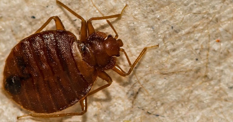 đȘł Punaises de Lit : Un FlĂ©au Invisible Qui Met en PĂ©ril Votre SantĂ© â ïž A Lire ABSOLUMENT !! đȘł Punaises de Lit : Un FlĂ©au Invisible Qui Met en PĂ©ril Votre SantĂ© â ïž A Lire ABSOLUMENT !!