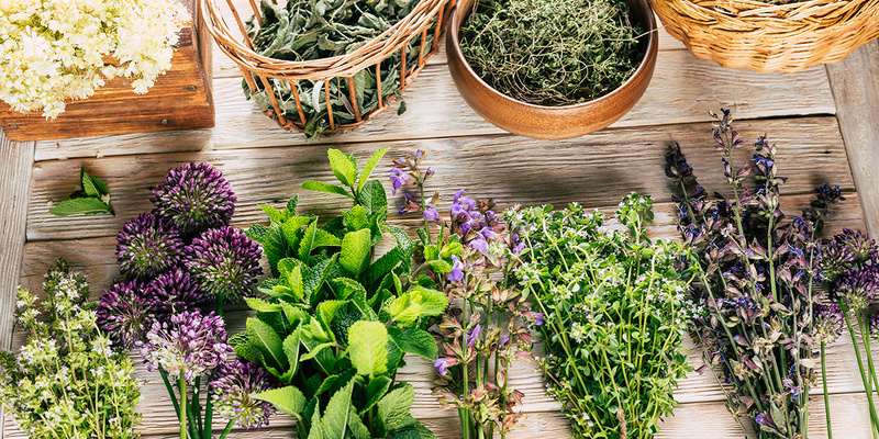 Top 10 des plantes médicinales à avoir chez soi 🌿