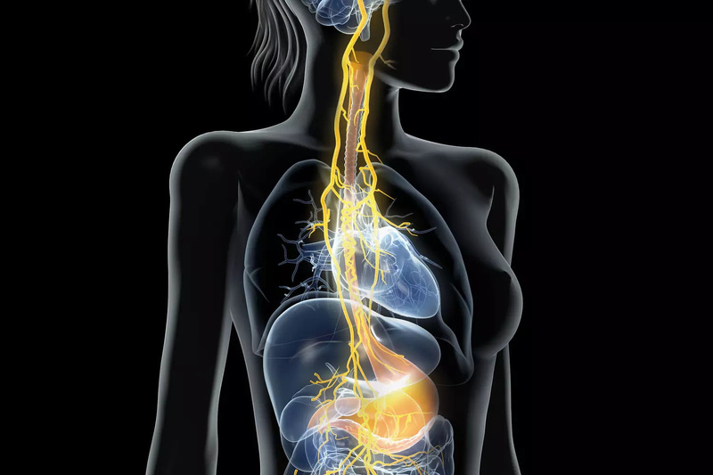 Le Nerf Vague : L'Interrupteur "Anti-Stress" Naturel à Activer d'Urgence cet Hiver Le Nerf Vague : L'Interrupteur "Anti-Stress" Naturel à Activer d'Urgence cet Hiver