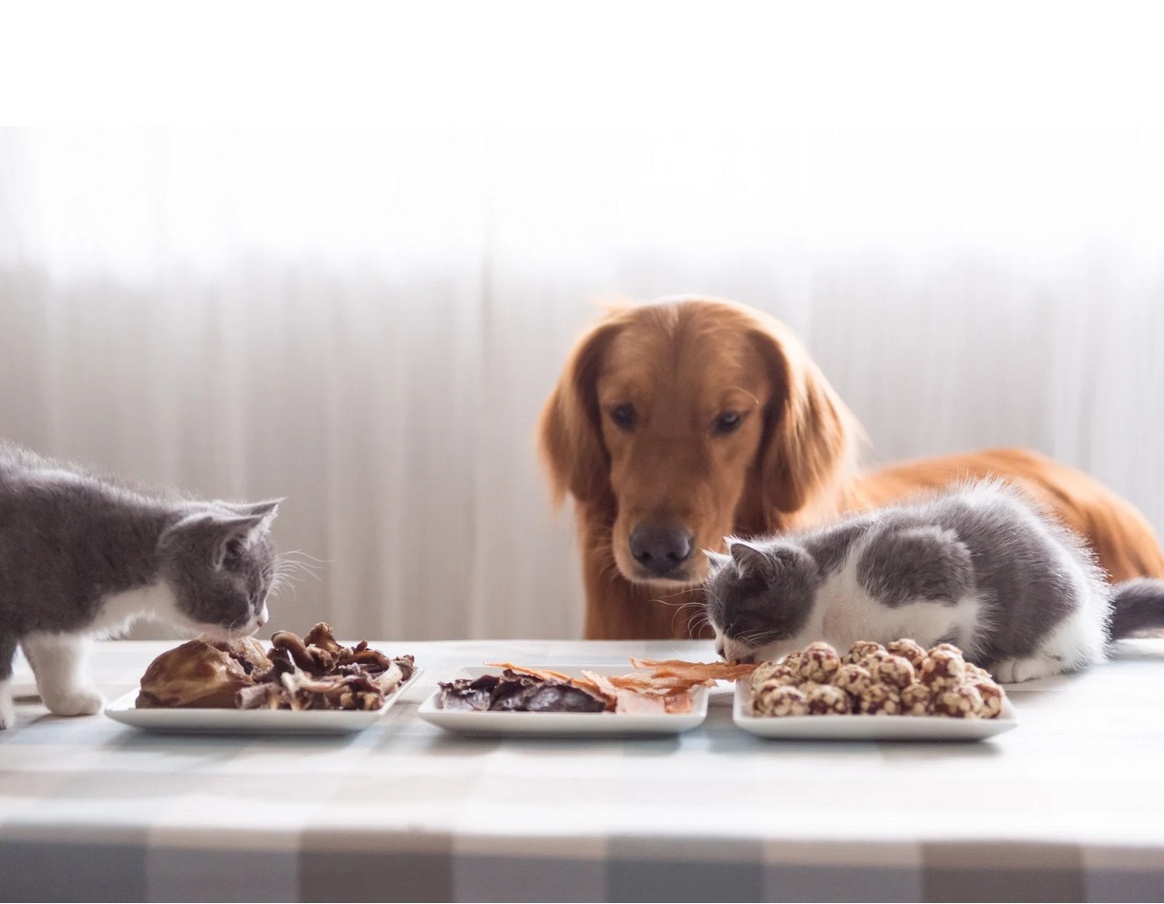  🍽️ L'ABC de l'Alimentation Animale : Guide contre les Erreurs qui Coûtent Cher 🐶 Ce que votre animal ne vous dit pas sur son alimentation🐾🍖 