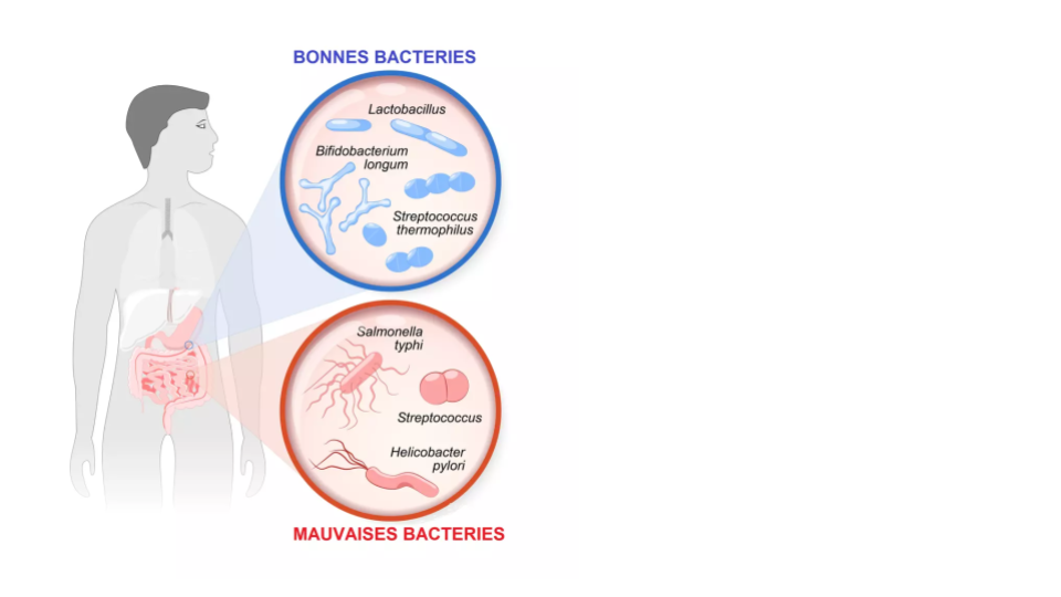 Les bienfaits des probiotiques pour les personnes atteintes de diabète : des alliés invisibles mais puissants 💥 Les bienfaits des probiotiques pour les personnes atteintes de diabète : des alliés invisibles mais puissants 💥