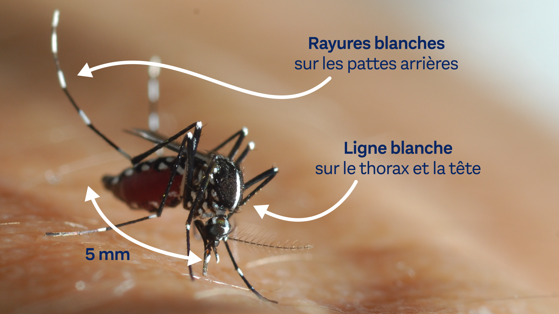 📰 Le Moustique Tigre : Une Menace Silencieuse Qui Gagne du Terrain 🦟 - Vous en Protéger, la solution dont on ne vous parle JAMAIS - A LIRE ABSOLIUMENT