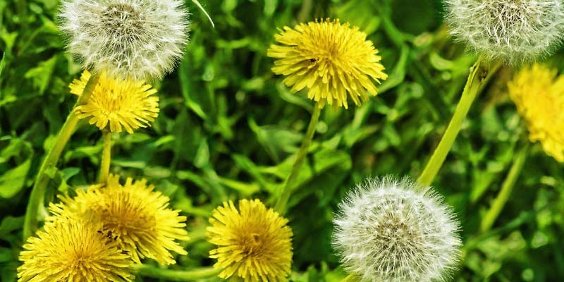 Hypertension, rétention d'eau : soignez-vous au pissenlit !