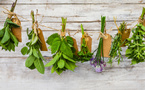 Naturopathie médecine naturelle : Les avantages des plantes : exemples de pathologies traitées, utilisations et posologies Naturopathie médecine naturelle : Les avantages des plantes : exemples de pathologies traitées, utilisations et posologies