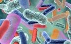 Querelles intestines -  Le Microbiote intestinal - Explications Querelles intestines -  Le Microbiote intestinal - Explications