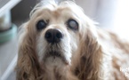 🌟 Les Soins Gériatriques des Animaux : Comprendre et Traiter la Cataracte 🐾 🌟 Les Soins Gériatriques des Animaux : Comprendre et Traiter la Cataracte 🐾