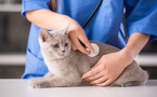 🐾 Les Maladies Courantes des Animaux : Chats, Chiens et Rongeurs 🐶🐱🐹 🐾 Les Maladies Courantes des Animaux : Chats, Chiens et Rongeurs 🐶🐱🐹