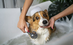 🛁 L'Art de l'Hygiène et du Toilettage des Animaux : Chats, Chiens et Rongeurs 🐾 🛁 L'Art de l'Hygiène et du Toilettage des Animaux : Chats, Chiens et Rongeurs 🐾