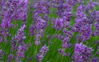 HUILES ESSENTIELLES DE LAVANDE UNE OPTION NATURELLE ET EFFICACE POUR SOIGNER L’ECZÉMA HUILES ESSENTIELLES DE LAVANDE UNE OPTION NATURELLE ET EFFICACE POUR SOIGNER L’ECZÉMA
