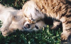 Une Nouvelle Loi pour le Bien-Être Animal en France Une Nouvelle Loi pour le Bien-Être Animal en France