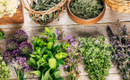 Top 10 des plantes médicinales à avoir chez soi 🌿