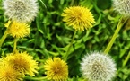 Hypertension, rétention d'eau : soignez-vous au pissenlit !