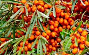 Oméga-7 : Le Secret Bien Gardé de Votre Bien-être