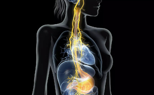 Le Nerf Vague : L'Interrupteur "Anti-Stress" Naturel à Activer d'Urgence cet Hiver