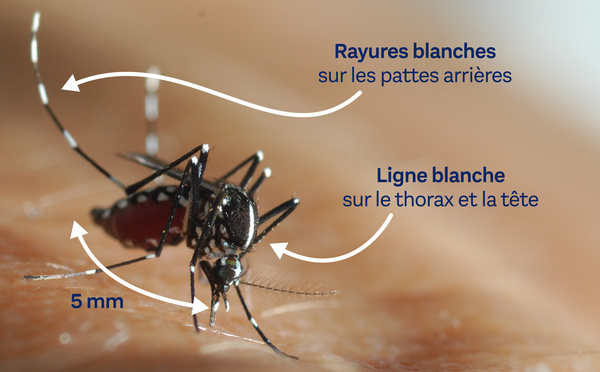 📰 Le Moustique Tigre : Une Menace Silencieuse Qui Gagne du Terrain 🦟 - Vous en Protéger, la solution dont on ne vous parle JAMAIS - A LIRE ABSOLIUMENT