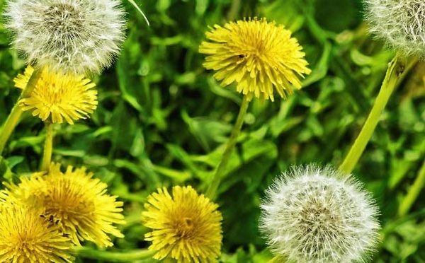 Hypertension, rétention d'eau : soignez-vous au pissenlit !