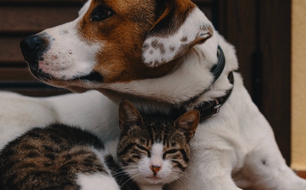 🐾 Nos Compagnons : Leur Amour Inconditionnel, Nos Soins Naturels