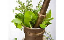 Les plantes au service de ta glycémie Les plantes au service de ta glycémie