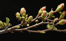 L’énergie vitale des bourgeons L’énergie vitale des bourgeons