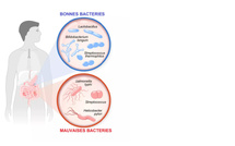 Les bienfaits des probiotiques pour les personnes atteintes de diabète : des alliés invisibles mais puissants Les bienfaits des probiotiques pour les personnes atteintes de diabète : des alliés invisibles mais puissants