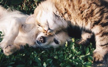 Une Nouvelle Loi pour le Bien-Être Animal en France Une Nouvelle Loi pour le Bien-Être Animal en France