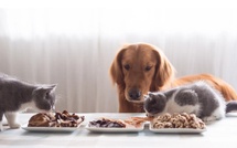  🍽️ L'ABC de l'Alimentation Animale : Guide contre les Erreurs qui Coûtent Cher 🐶 Ce que votre animal ne vous dit pas sur son alimentation🐾🍖 